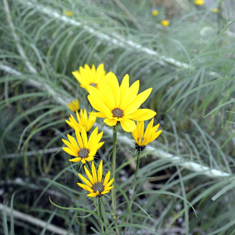 Helianthus salicifolius - Wilgebladzonnebloem (Bloei)