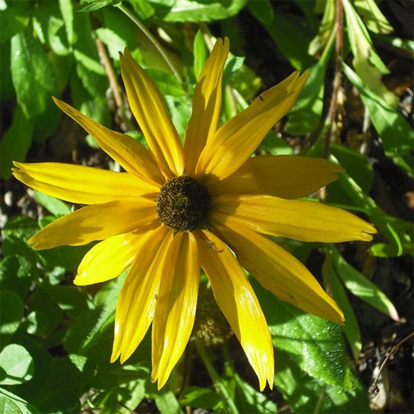Helianthus salicifolius Table Mountain - Wilgebladzonnebloem (Bloei)