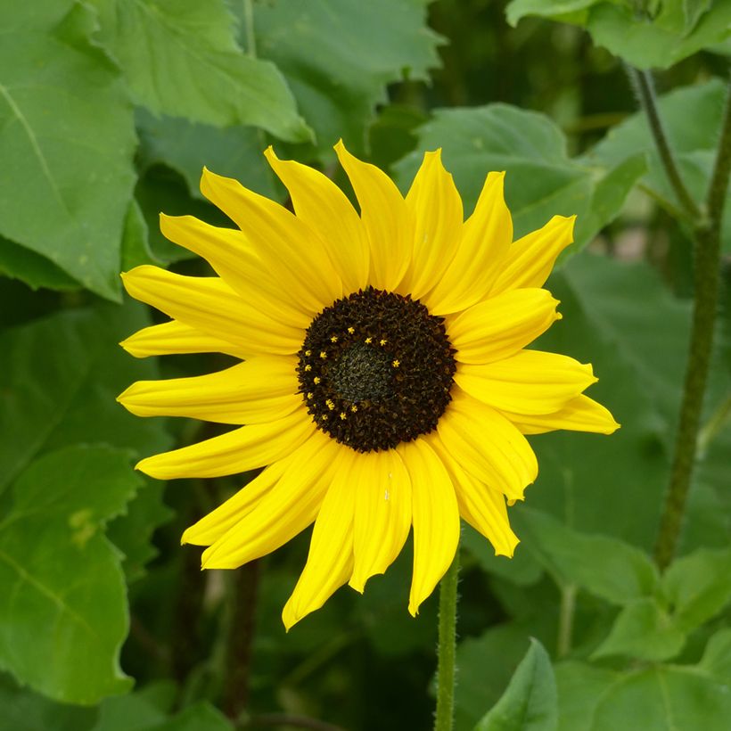 Helianthus cucumerifolius Stella (zaad) - Zonnebloem (Bloei)