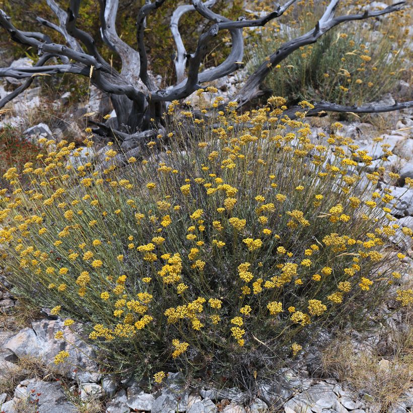 Kerrieplant - Helichrysum italicum BIO (jonge planten) (Groeiplaats)