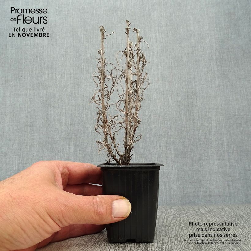 Exemplaar van Helichrysum italicum - Kerrieplant Kweekpotje van 7/8 cm zoals geleverd in de herfst