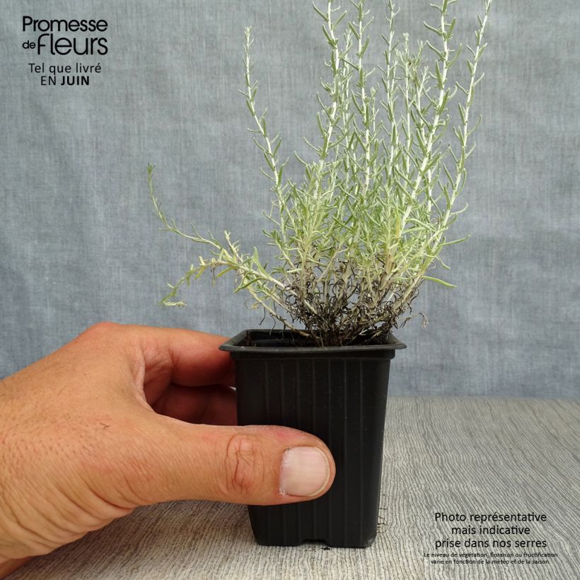 Exemplaar van Helichrysum italicum - Kerrieplant Kweekpotje van 7/8 cm zoals geleverd in de zomer