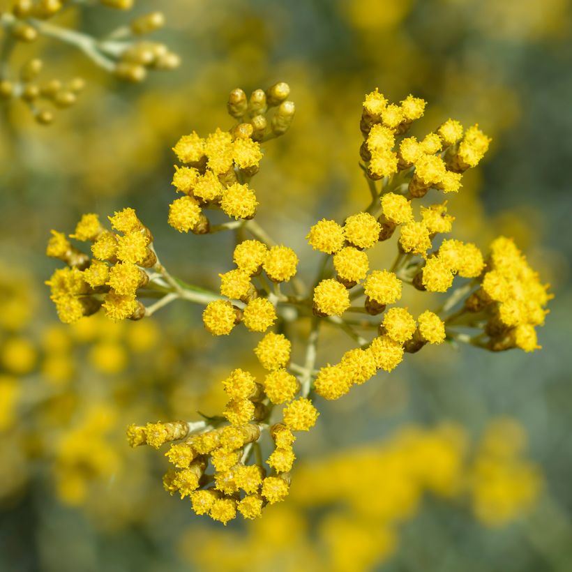 Kerrieplant - Helichrysum italicum (Bloei)