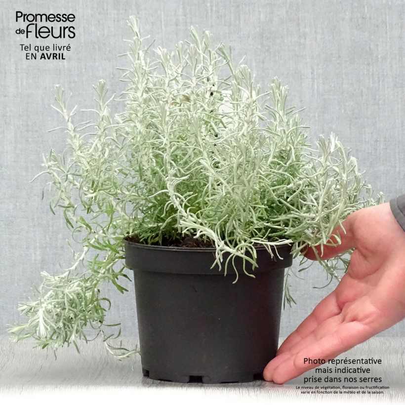 Exemplaar van Kerrieplant - Helichrysum italicum ssp. microphyllum Pot van 1,5 l/2 l zoals geleverd in de lente