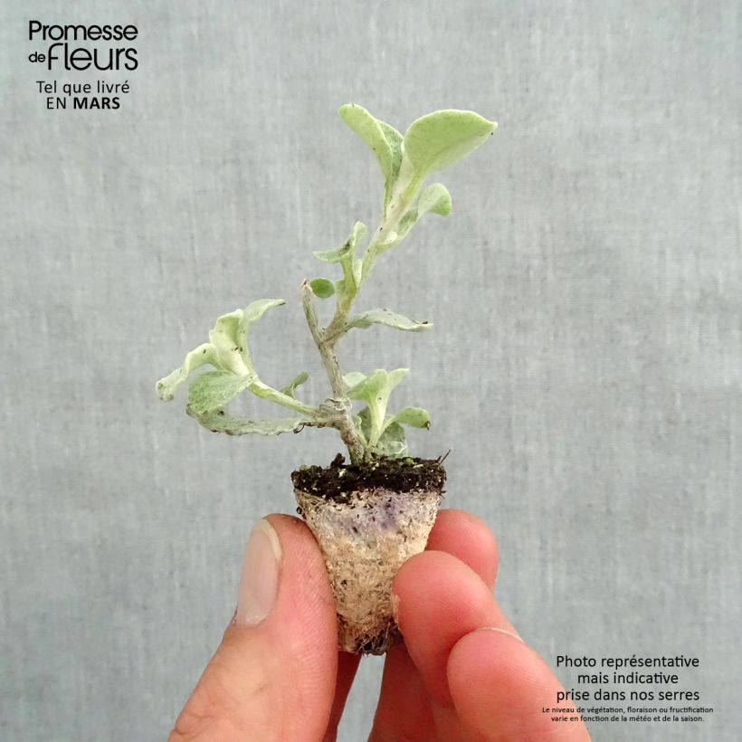 Example of Helichrysum petiolare Silver - Kerrieplant Mini-mot Ø 3/4 cm as you get in printemps