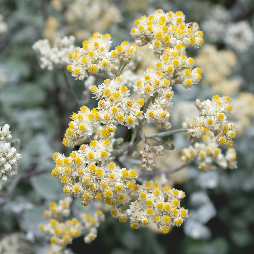 Helichrysum petiolare Silver - Kerrieplant (Flowering)