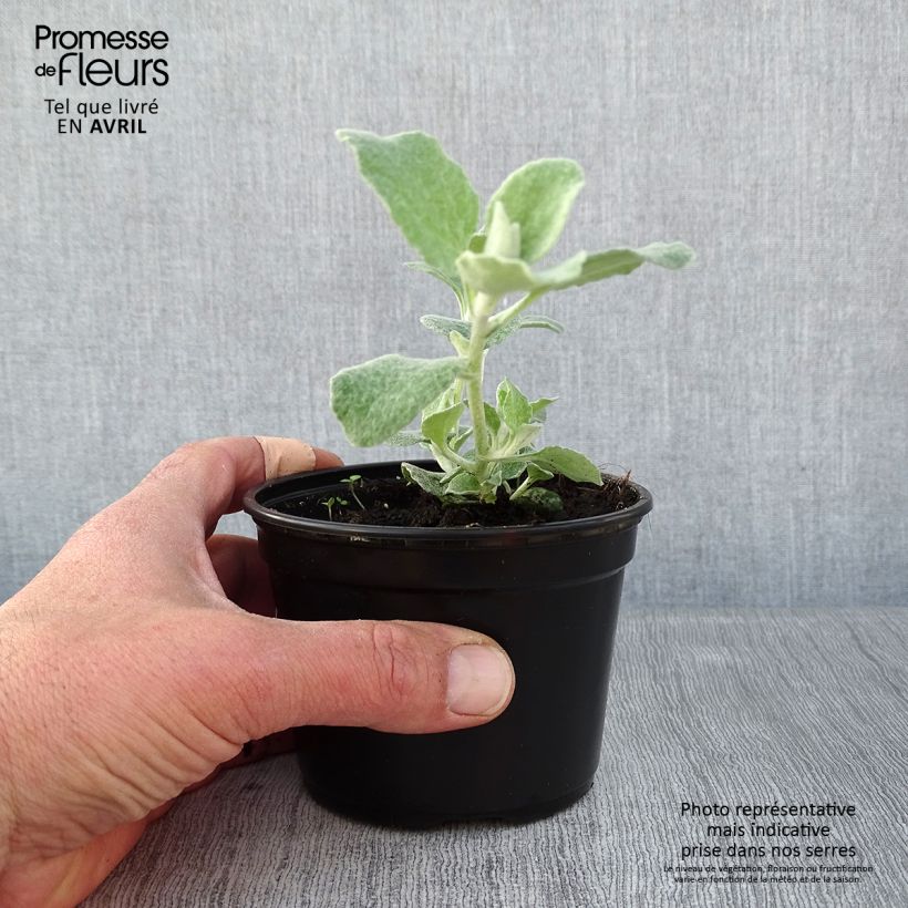 Example of Helichrysum petiolare Silver - Kerrieplant Kweekpotje van 8/9 cm as you get in printemps