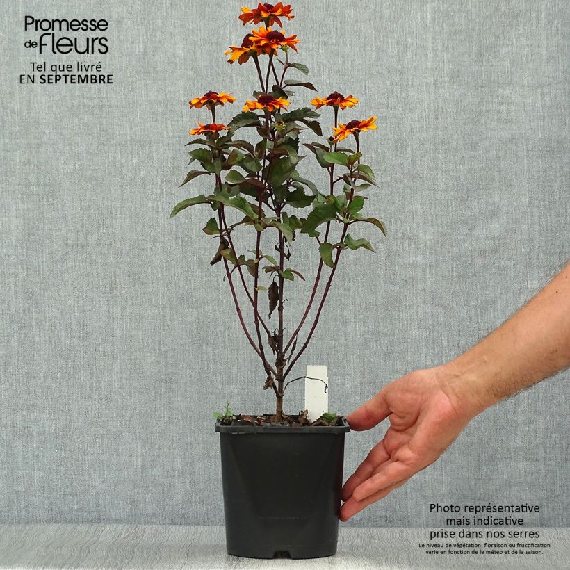 Exemplaar van Heliopsis Luna Roja - Zonneoog Pot van 2 l/3 l zoals geleverd in de herfst