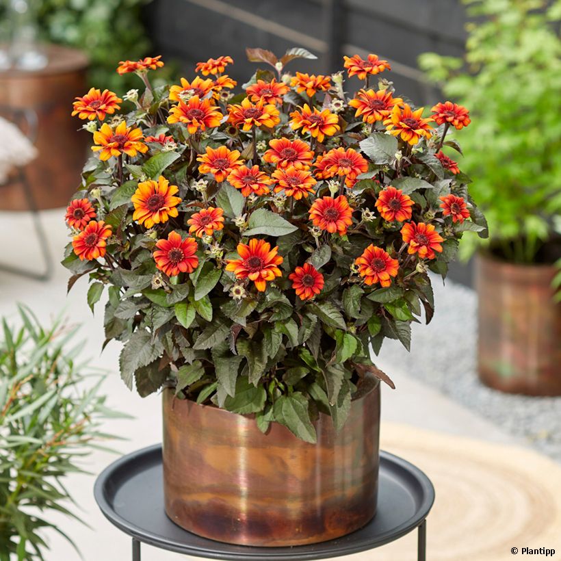 Heliopsis Luna Roja - Zonneoog (Groeiplaats)