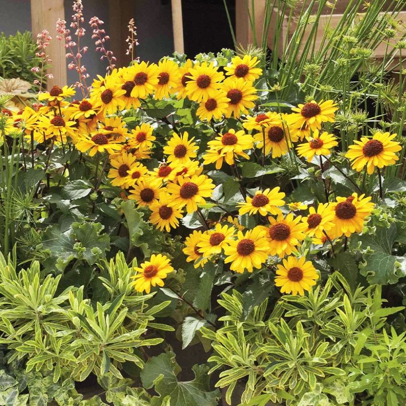 Heliopsis Punto Rosso - Zonneoog (Groeiplaats)