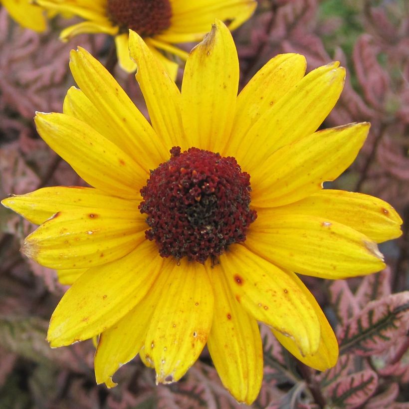 Heliopsis Summer Pink - Zonneoog (Bloei)