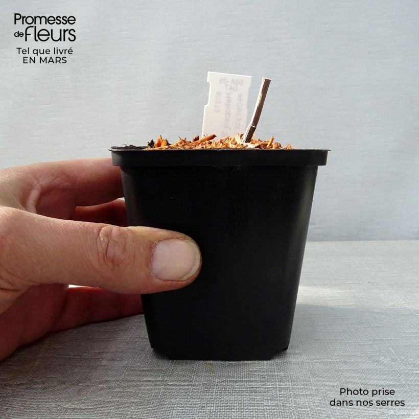 Exemplaar van Heliopsis Summer Pink - Zonneoog Kweekpotje van 8/9 cm zoals geleverd in de lente