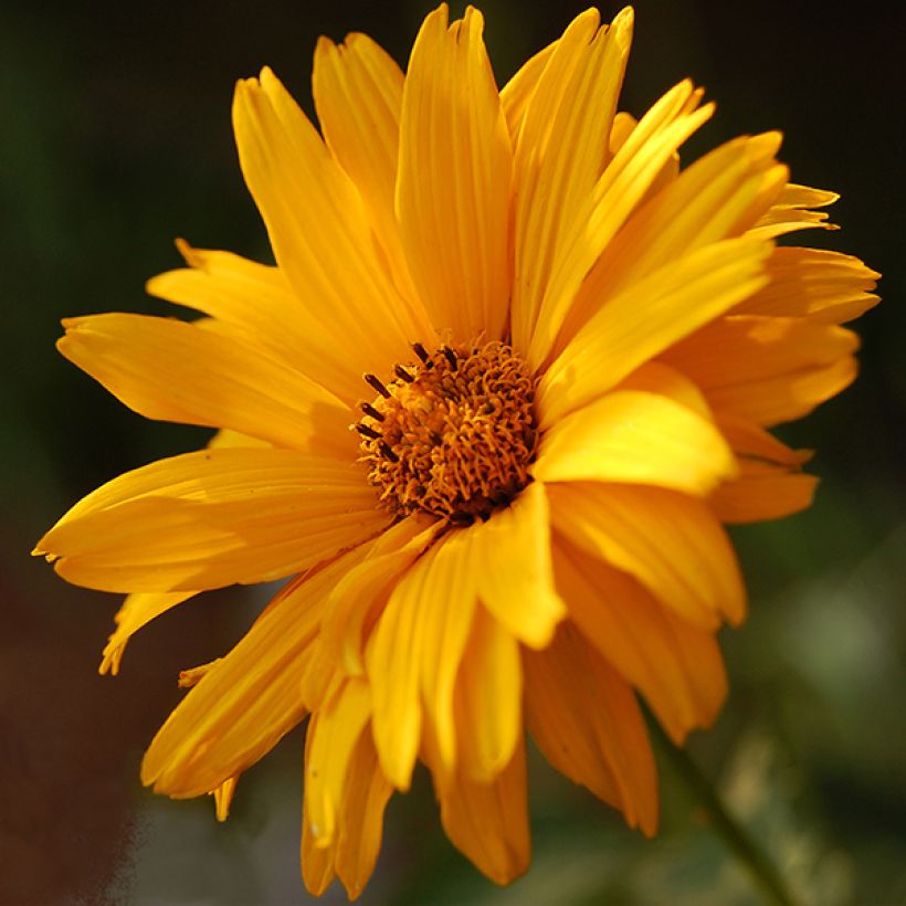 Heliopsis helianthoides Summer Sun - Zonneoog (Bloei)