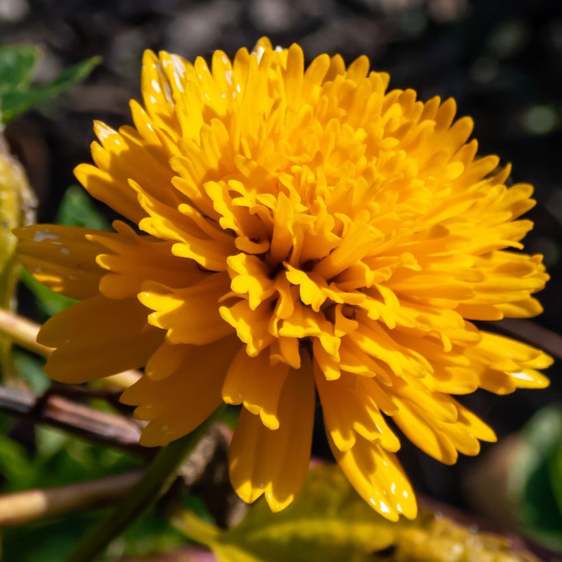 Heliopsis helianthoides Asahi - Zonneoog (Bloei)