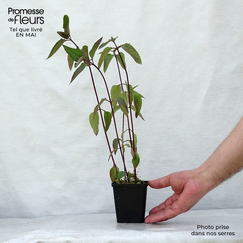 Exemplaar van Heliopsis helianthoides Burning Hearts - Zonneoog Kweekpotje van 8/9 cm zoals geleverd in de lente