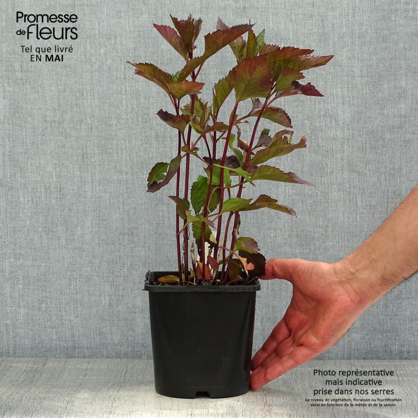 Exemplaar van Heliopsis helianthoides Funky Spinner - Zonneoog Pot van 2 l/3 l zoals geleverd in de lente