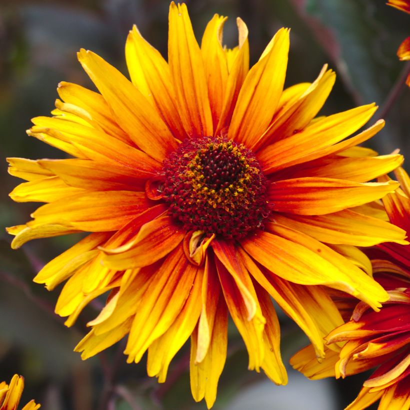 Heliopsis helianthoides Funky Spinner - Zonneoog (Bloei)