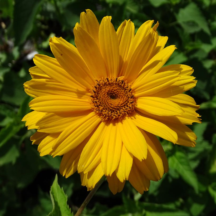 Heliopsis helianthoides Mars - Zonneoog (Bloei)