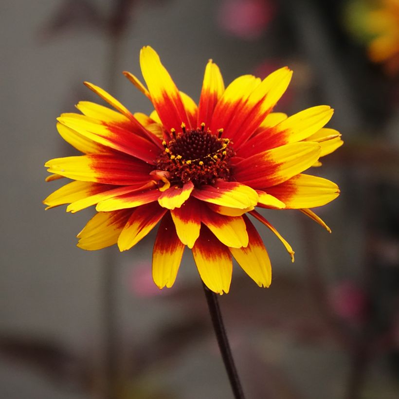Heliopsis helianthoides Sparkling Contrast - Zonneoog (Bloei)