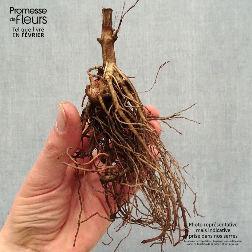 Exemplaar van Heliopsis helianthoides Sparkling Contrast - Zonneoog Naakte wortel zoals geleverd in de winter
