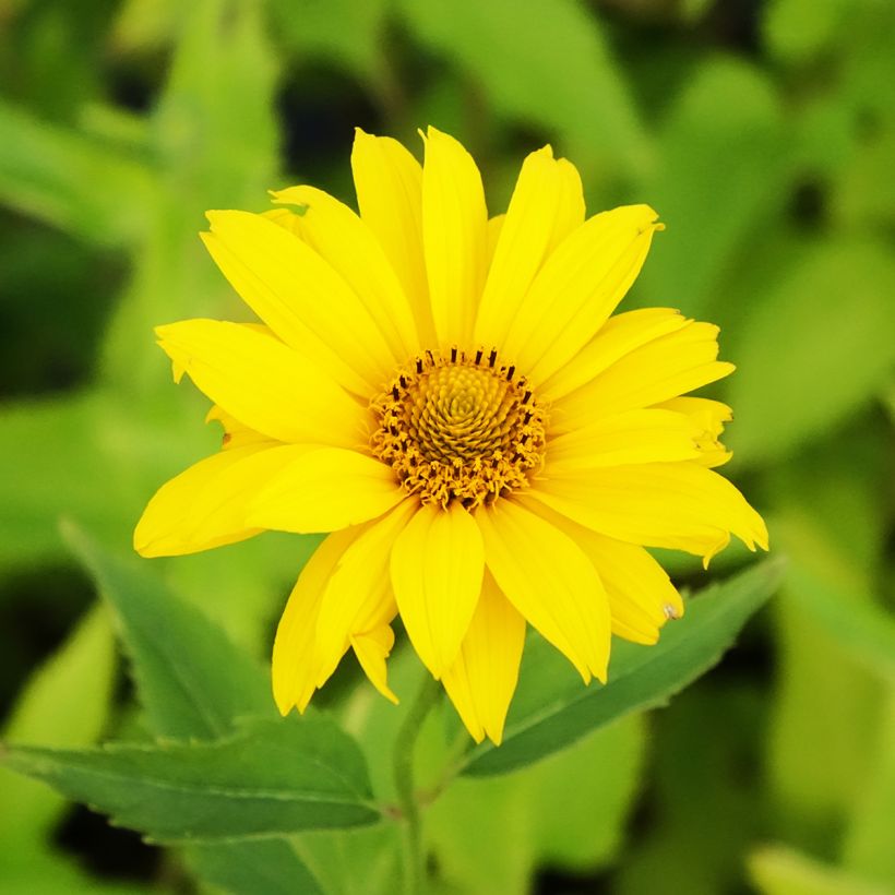 Heliopsis helianthoides Summer Sun - Zonneoog (Bloei)