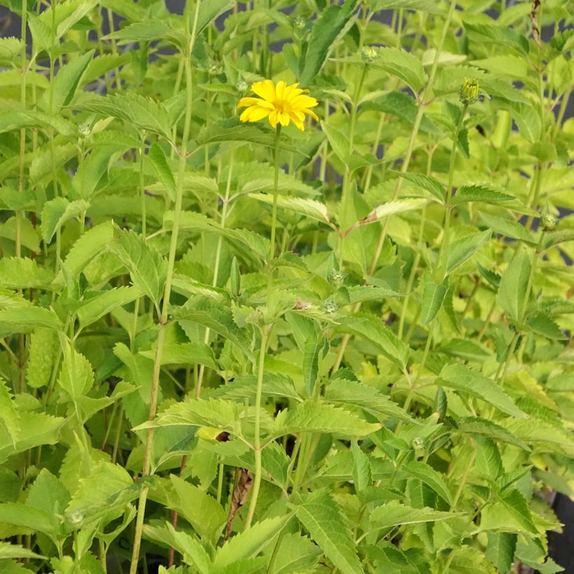 Heliopsis helianthoides Summer Sun - Zonneoog (Groeiplaats)