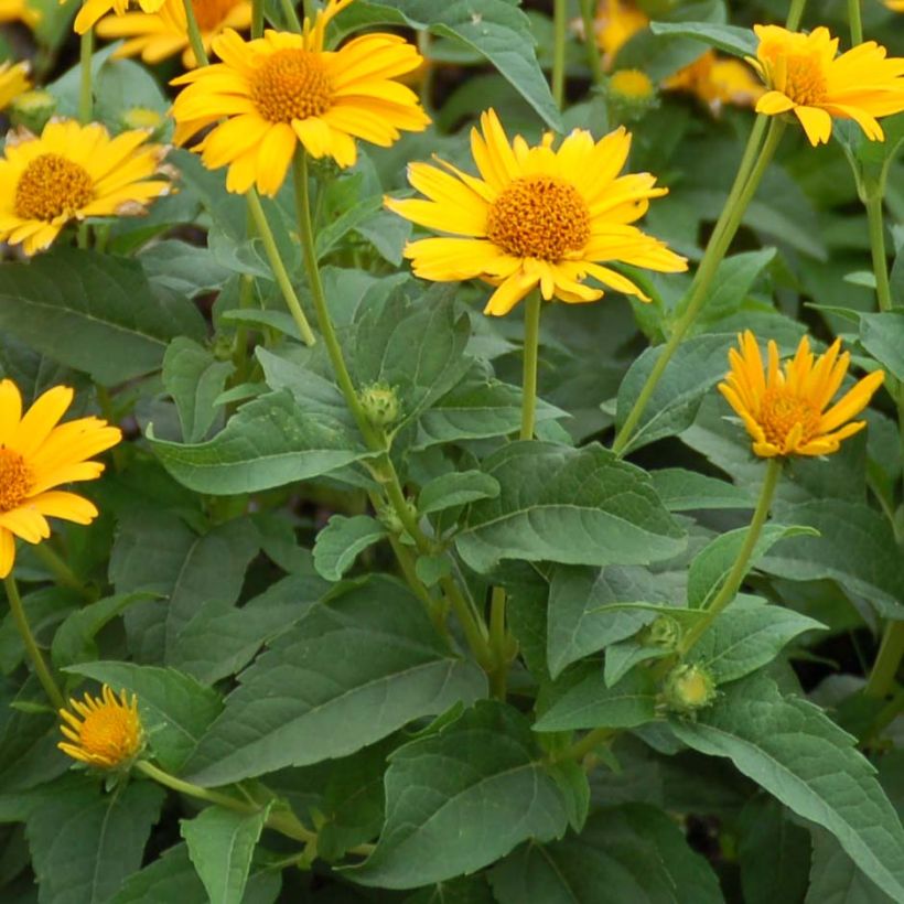 Heliopsis helianthoides Tuscan Sun - Zonneoog (Blad)