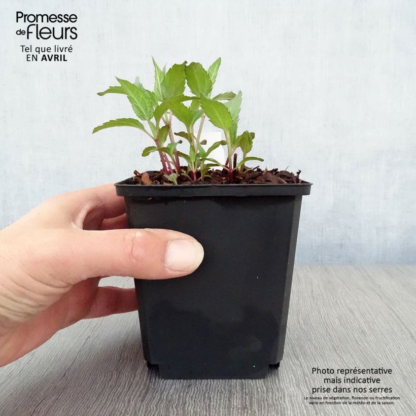 Exemplaar van Heliopsis helianthoides Tuscan Sun - Zonneoog Pot van 10 cm/11 cm zoals geleverd in de lente
