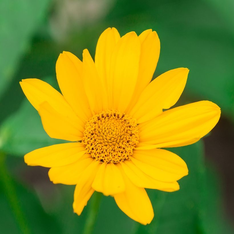 Heliopsis helianthoides Tuscan Sun - Zonneoog (Bloei)