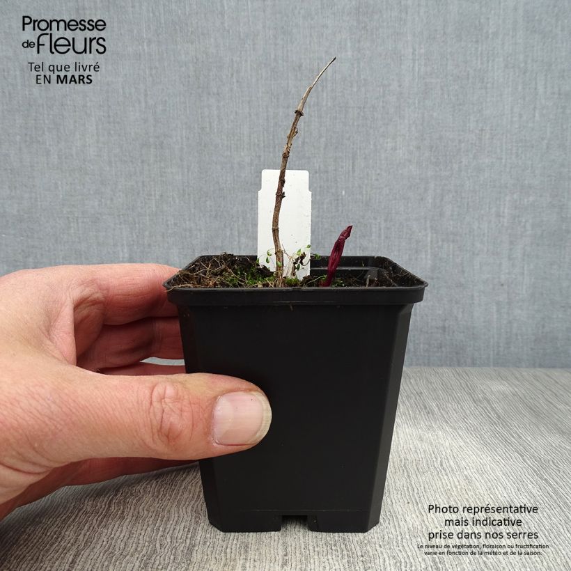 Exemplaar van Heliopsis helianthoides Venus - Zonneoog Kweekpotje van 8/9 cm zoals geleverd in de lente