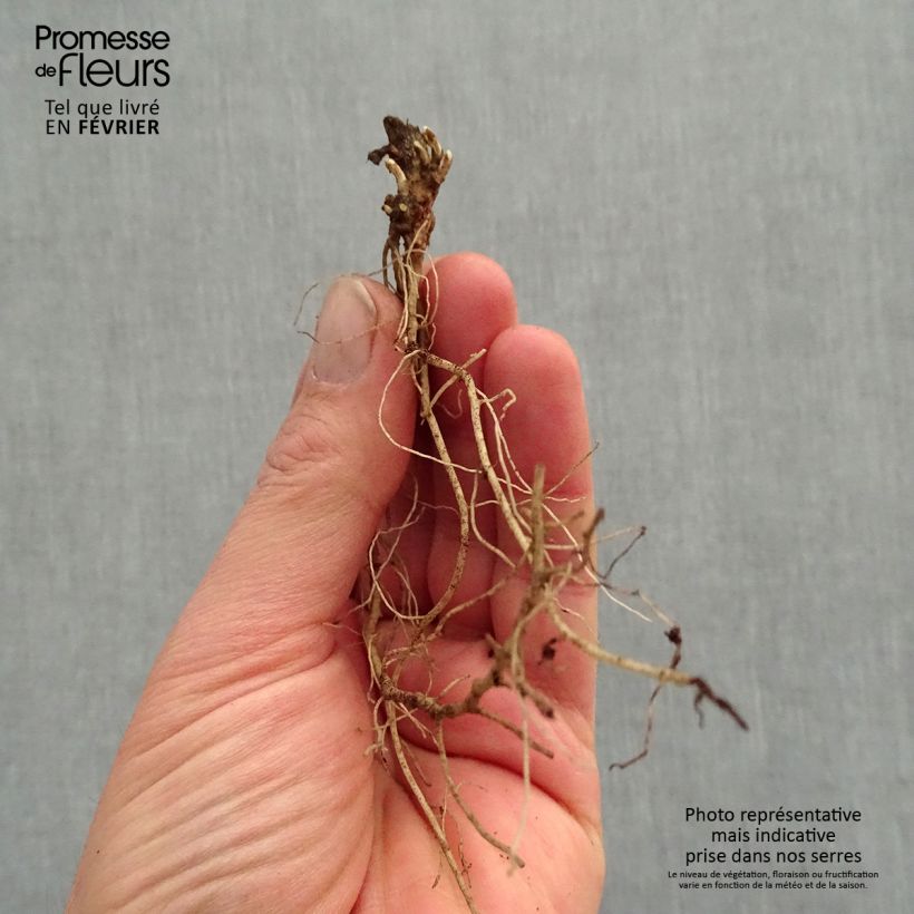 Exemplaar van Heliopsis helianthoides var. scabra Fire Twister - Zonneoog Naakte wortel zoals geleverd in de winter