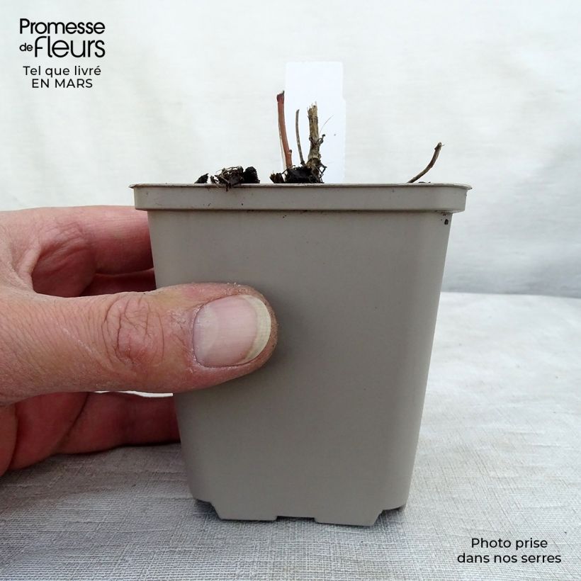 Exemplaar van Heliopsis helianthoides var. scabra - Zonneoog Kweekpotje van 8/9 cm zoals geleverd in de lente