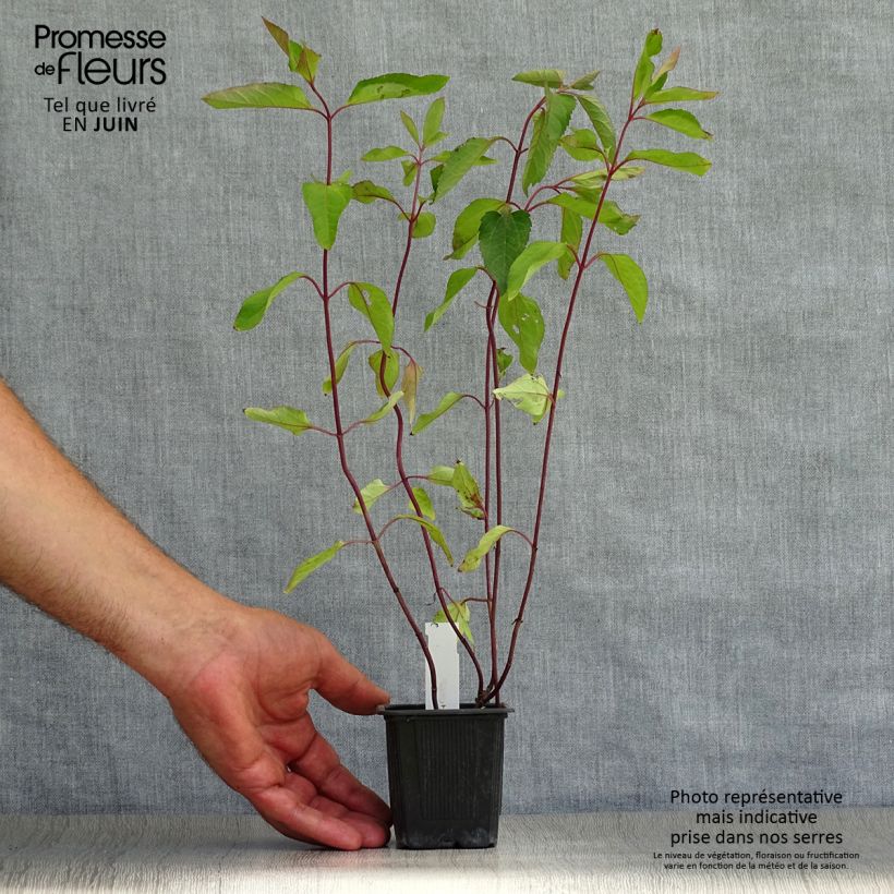 Exemplaar van Heliopsis helianthoides var. scabra Summer Nights - Zonneoog Kweekpotje van 8/9 cm zoals geleverd in de zomer