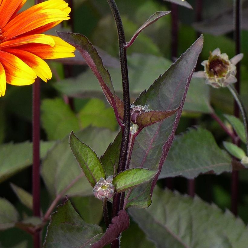 Heliopsis helianthoides Burning Hearts - Zonneoog (Blad)