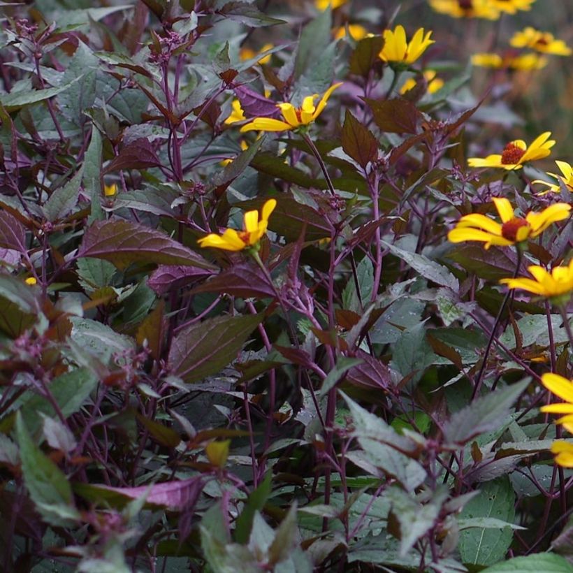 Heliopsis helianthoides var. scabra Summer Nights - Zonneoog (Blad)