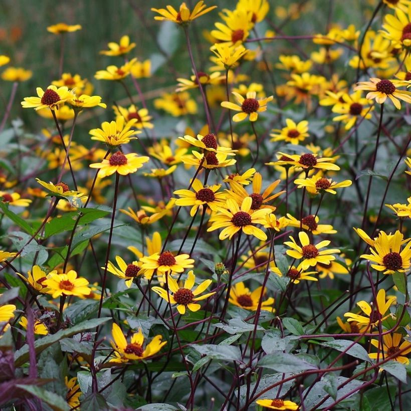 Heliopsis helianthoides var. scabra Summer Nights - Zonneoog (Bloei)