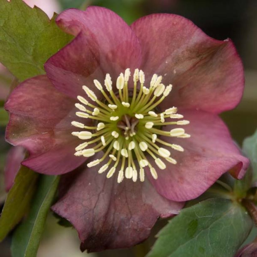 Helleborus Red - Lenteroos (Bloei)