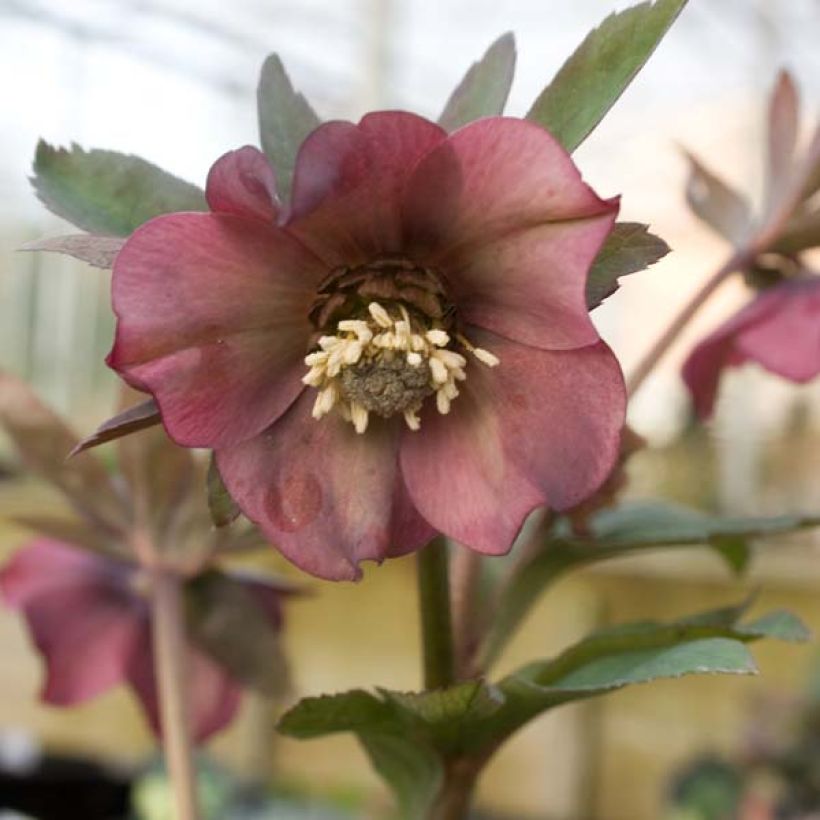 Helleborus orientalis subsp. abchasicus - Oosters nieskruid (Bloei)