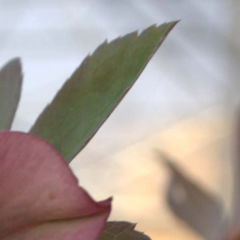 Helleborus orientalis subsp. abchasicus - Oosters nieskruid (Blad)