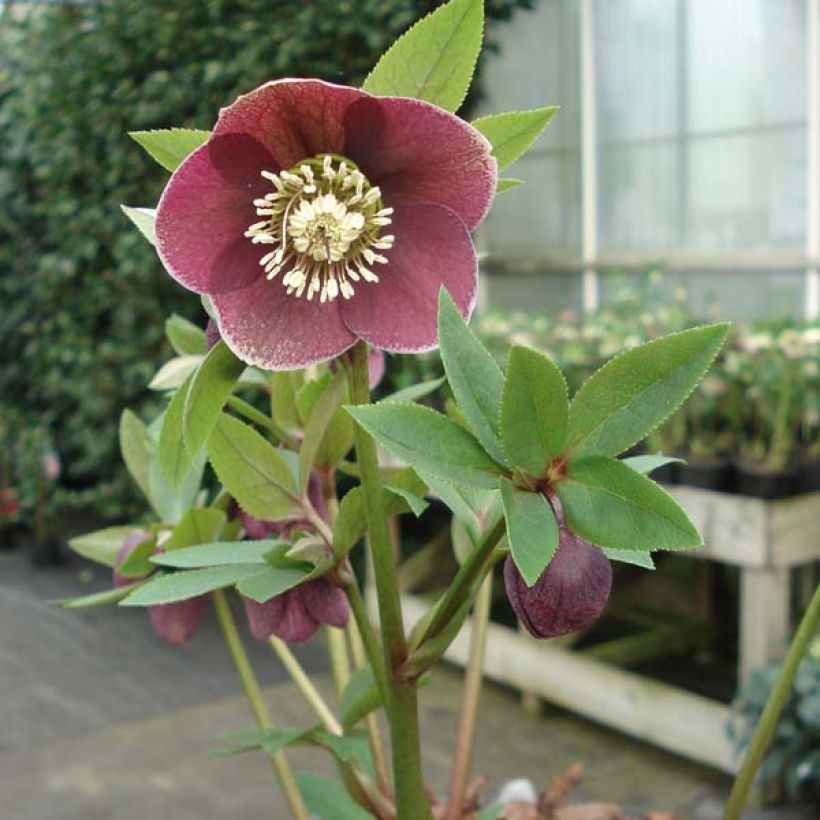 Helleborus Aubergine W/E - Lenteroos auberginekleurig (Groeiplaats)