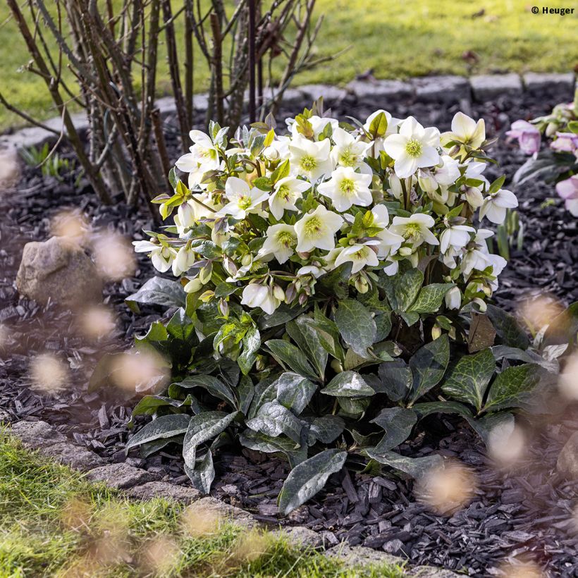 Helleborus glandorfensis HGC Ice N' Roses Mia Marble - winterroos (Groeiplaats)