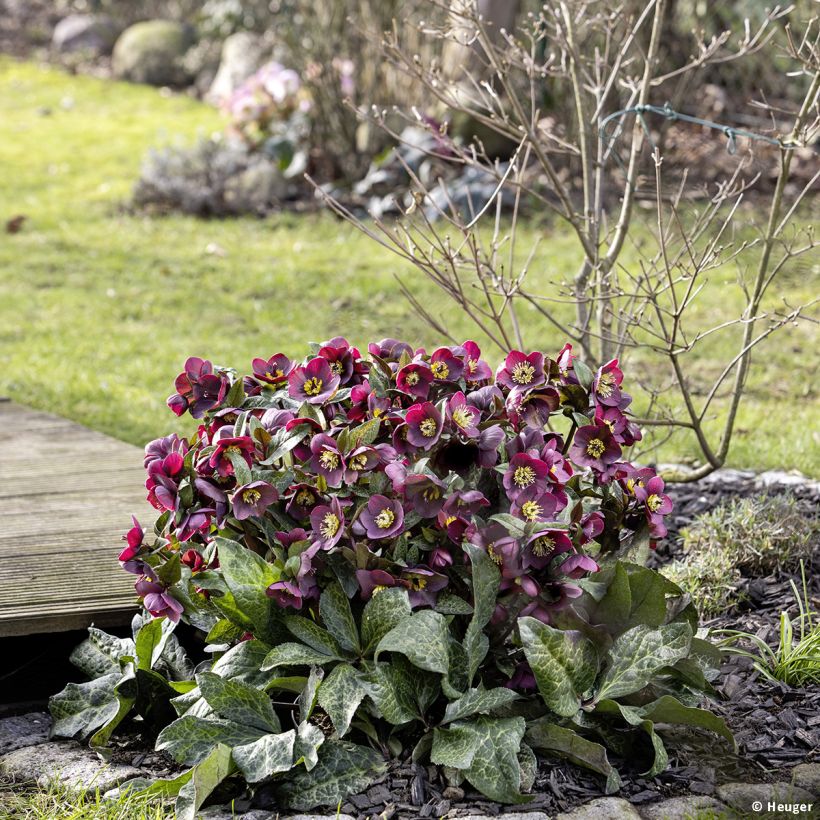 Helleborus glandorfensis HGC Ice N' Roses Mona Marble - winterroos (Groeiplaats)