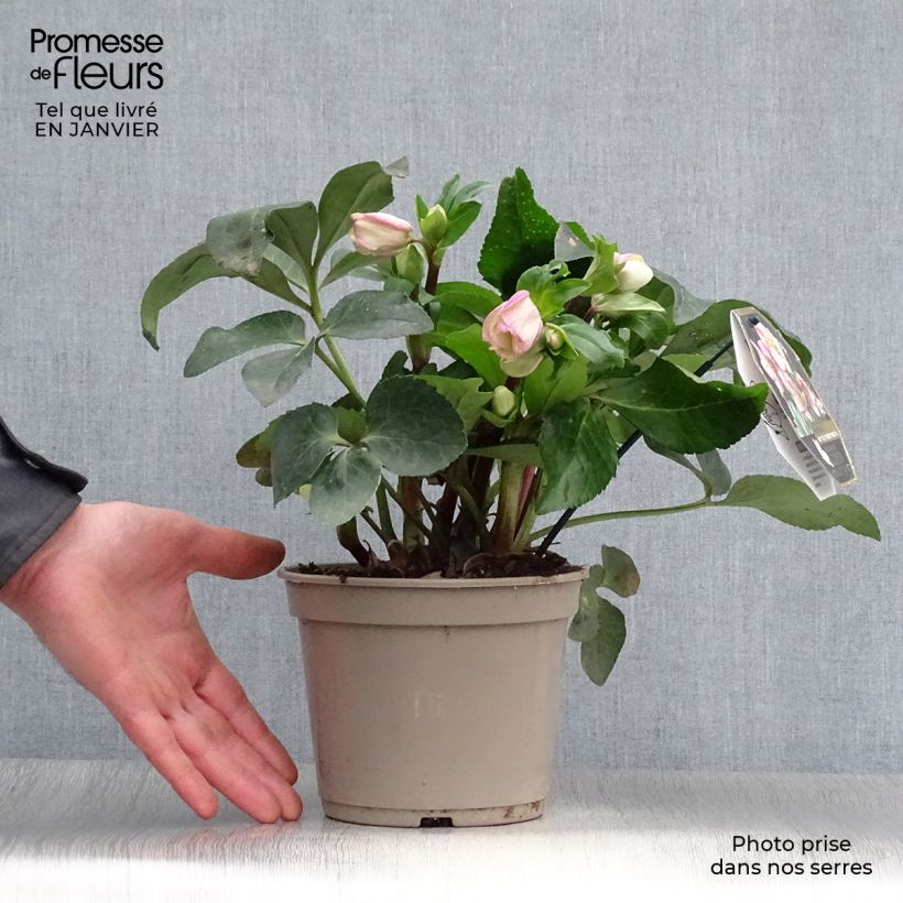 Exemplaar van Helleborus glandorfensis HGC Ice N' Roses Pink - winterroos Pot van 2 l/3 l zoals geleverd in de winter
