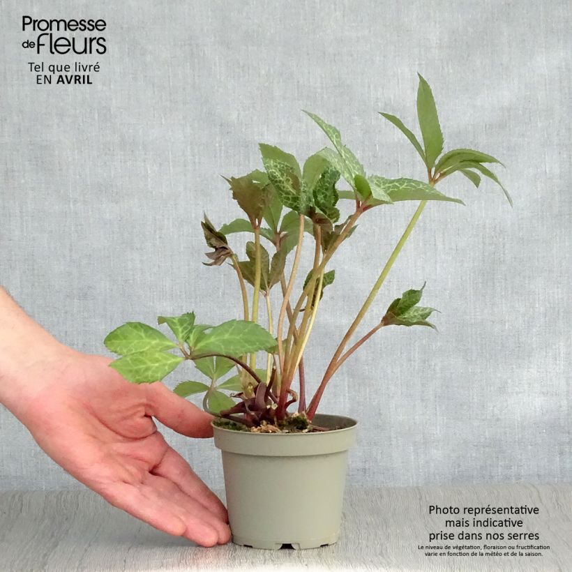 Exemplaar van Helleborus ericsmithii Magic Leaves - nieskruid Pot van 10 cm/11 cm zoals geleverd in de lente