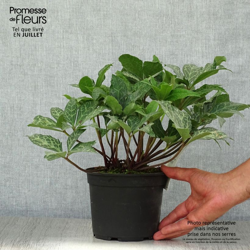 Exemplaar van Helleborus ericsmithii Magic Leaves - nieskruid Pot van 2 l/3 l zoals geleverd in de zomer