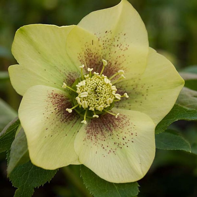 Helleborus orientalis Jaune guttatus - Lenteroos geel gespikkeld (Bloei)