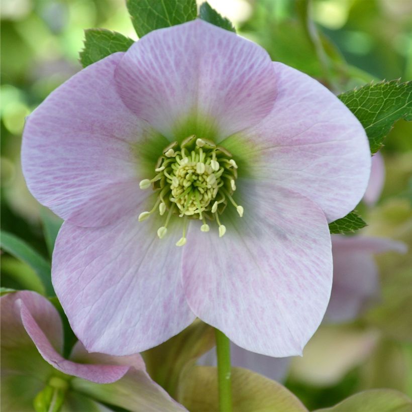 Helleborus ViV Alessandra - Lenteroos (Bloei)
