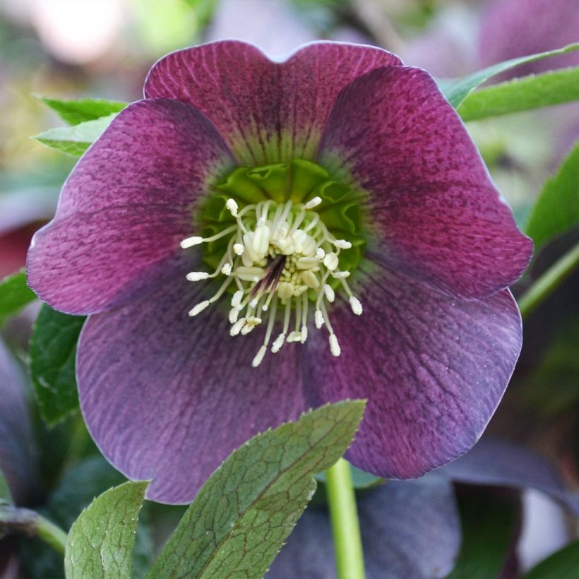 Helleborus iV Batista - lenteroos (Bloei)