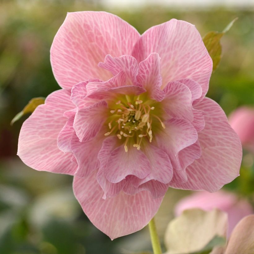 Helleborus ViV Benedetta - Lenteroos (Bloei)