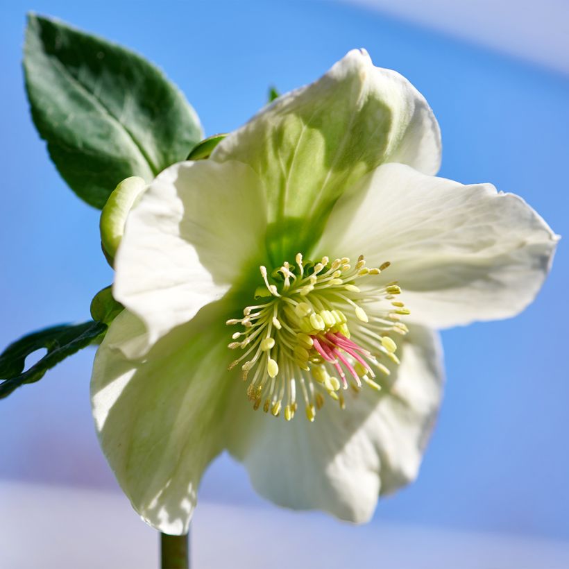 Helleborus orientalis ViV Bianca - Kerstroos (Bloei)